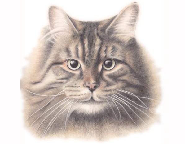 'Chutney The Cat'<br>Coloured Pencil